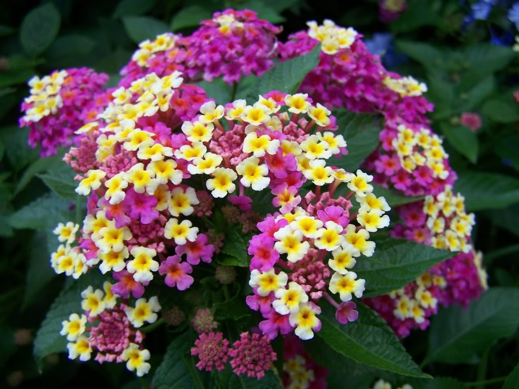 Cveće koje odoleva visokim temperaturama Lantana
